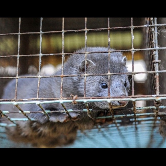 ‼️SAY NO TO MINK EYELASHES & COATS! 🧥👁 - Picture 8 of 16